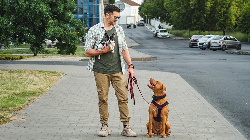 Homem a passear dois cães na rua 